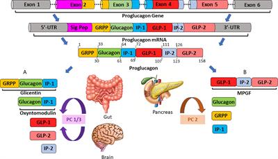 Proglucagon-Derived Peptides as Therapeutics